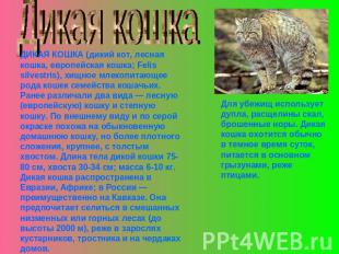 Дикая кошкаДИКАЯ КОШКА (дикий кот, лесная кошка, европейская кошка; Felis silves