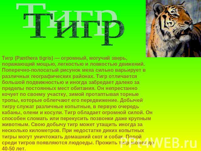 ТигрТигр (Panthera tigris) — огромный, могучий зверь, поражающий мощью, легкостью и ловкостью движений. Поперечно-полосатый рисунок меха сильно варьирует в различных географических районах. Тигр отличается большой подвижностью и иногда забредает дал…