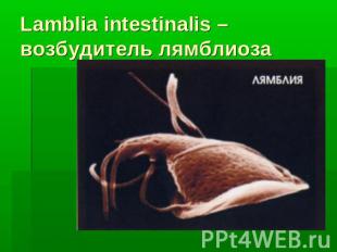 Lamblia intestinalis – возбудитель лямблиоза
