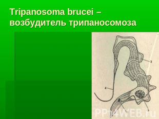 Tripanosoma brucei – возбудитель трипаносомоза