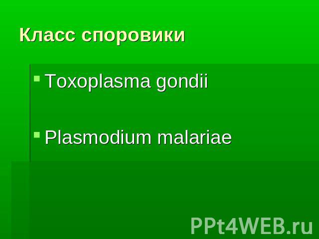 Класс споровики Toxoplasma gondiiPlasmodium malariae