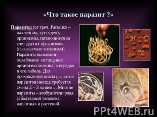 «Что такое паразит ?» Паразиты (от греч. Parasitos – нахлебник, тунеядец), орган