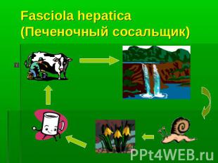 Fasciola hepatica (Печеночный сосальщик)
