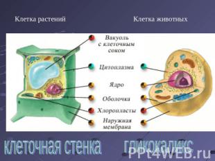 Клетка растенийКлетка животныхклеточная стенкагликокаликс