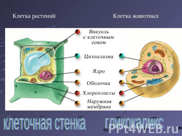 Клетка растенийКлетка животныхклеточная стенкагликокаликс