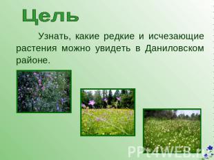 Цель Узнать, какие редкие и исчезающие растения можно увидеть в Даниловском райо