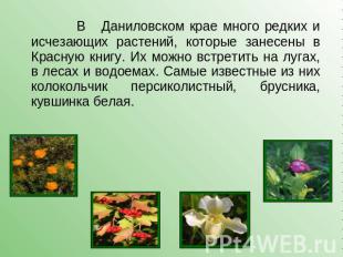 В Даниловском крае много редких и исчезающих растений, которые занесены в Красну