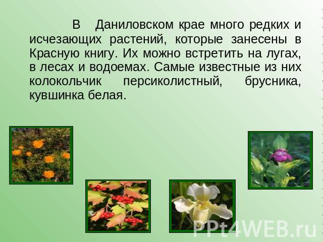 В Даниловском крае много редких и исчезающих растений, которые занесены в Красную книгу. Их можно встретить на лугах, в лесах и водоемах. Самые известные из них колокольчик персиколистный, брусника, кувшинка белая.