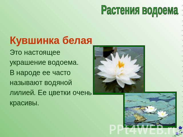 Растения водоема Кувшинка белаяЭто настоящееукрашение водоема.В народе ее частоназывают водяной лилией. Ее цветки оченькрасивы.