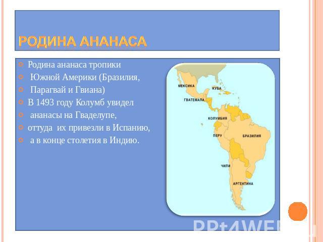 Родина ананаса Родина ананаса тропики Южной Америки (Бразилия, Парагвай и Гвиана)В 1493 году Колумб увидел ананасы на Гваделупе, оттуда их привезли в Испанию, а в конце столетия в Индию.