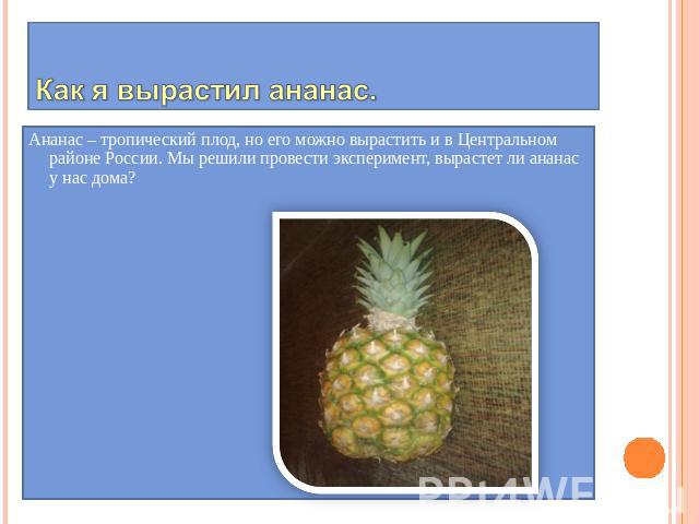 Как я вырастил ананас. Ананас – тропический плод, но его можно вырастить и в Центральном районе России. Мы решили провести эксперимент, вырастет ли ананас у нас дома?