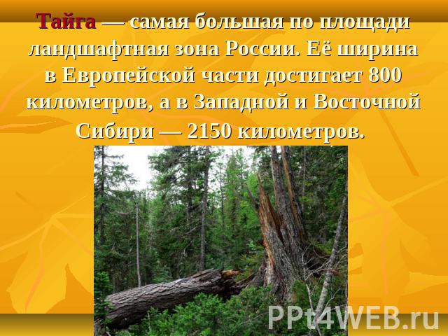 Тайга — самая большая по площади ландшафтная зона России. Её ширина в Европейской части достигает 800 километров, а в Западной и Восточной Сибири — 2150 километров.