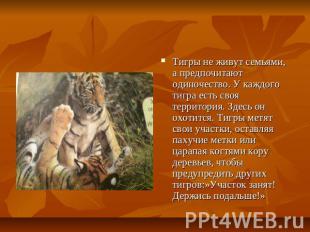 Тигры не живут семьями, а предпочитают одиночество. У каждого тигра есть своя те