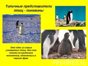 Типичные представители птиц - пингвины Это одни из самых узнаваемых птиц. Они та