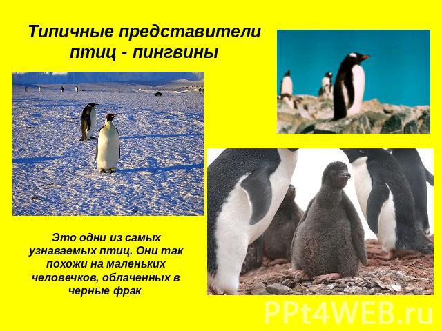 Типичные представители птиц - пингвины Это одни из самых узнаваемых птиц. Они так похожи на маленьких человечков, облаченных в черные фрак