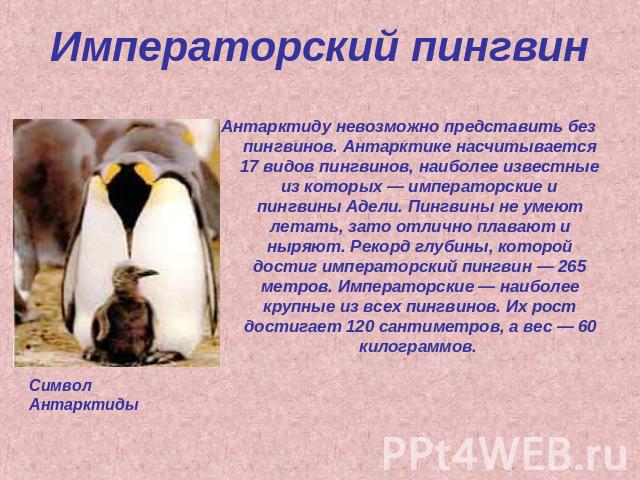 Императорский пингвин Антарктиду невозможно представить без пингвинов. Антарктике насчитывается 17 видов пингвинов, наиболее известные из которых — императорские и пингвины Адели. Пингвины не умеют летать, зато отлично плавают и ныряют. Рекорд глуби…