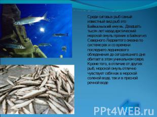 Среди сиговых рыб самый известный вид рыб это Байкальский омуль. Двадцать тысяч