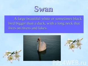 Swan A large beautiful white or sometimes black bird bigger than a duck, with a