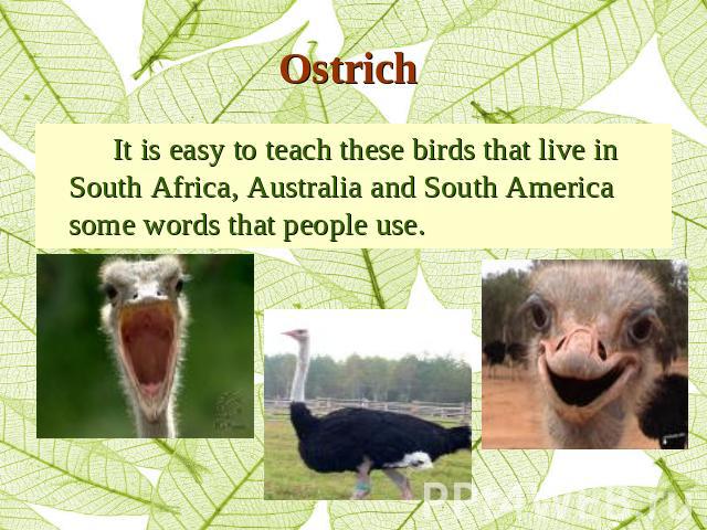 Ostrich It is easy to teach these birds that live in South Africa, Australia and South America some words that people use.