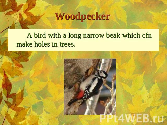 Woodpecker A bird with a long narrow beak which cfn make holes in trees.