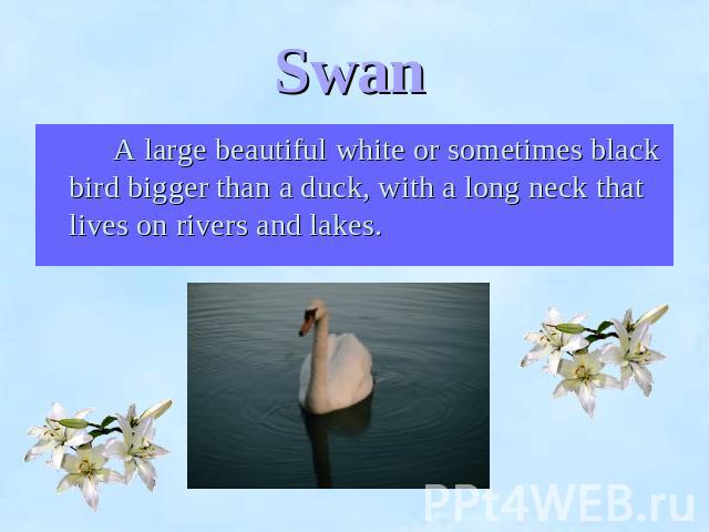 Swan A large beautiful white or sometimes black bird bigger than a duck, with a long neck that lives on rivers and lakes.