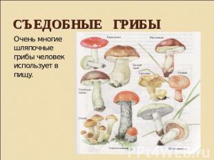 Съедобные грибы Очень многие шляпочные грибы человек использует в пищу.