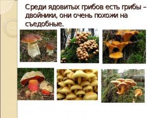Среди ядовитых грибов есть грибы – двойники, они очень похожи на съедобные.