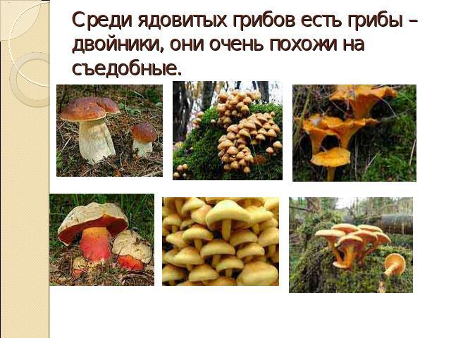 Среди ядовитых грибов есть грибы – двойники, они очень похожи на съедобные.