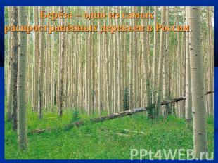 Берёза – одно из самых распространённых деревьев в России.