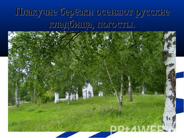 Плакучие берёзки осеняют русские кладбища, погосты.