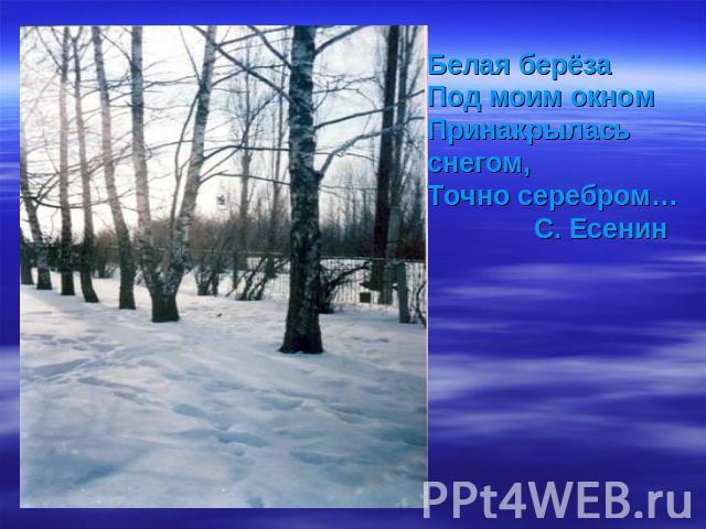 Белая берёзаПод моим окномПринакрылась снегом,Точно серебром… С. Есенин