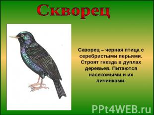 СкворецСкворец – черная птица с серебристыми перьями. Строят гнезда в дуплах дер