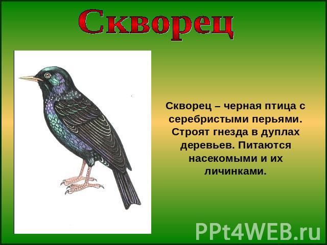 СкворецСкворец – черная птица с серебристыми перьями. Строят гнезда в дуплах деревьев. Питаются насекомыми и их личинками.