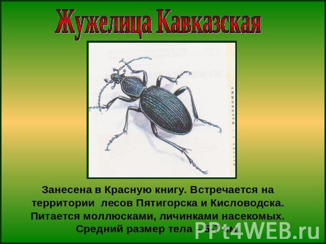 Жужелица КавказскаяЗанесена в Красную книгу. Встречается на территории лесов Пятигорска и Кисловодска. Питается моллюсками, личинками насекомых. Средний размер тела – 5-7 см.
