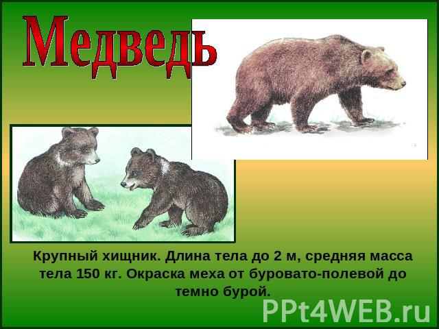 МедведьКрупный хищник. Длина тела до 2 м, средняя масса тела 150 кг. Окраска меха от буровато-полевой до темно бурой.