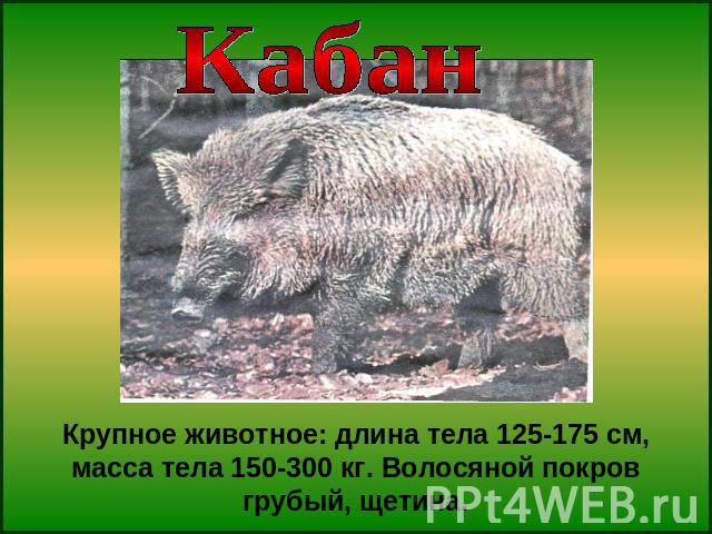 КабанКрупное животное: длина тела 125-175 см, масса тела 150-300 кг. Волосяной покров грубый, щетина.