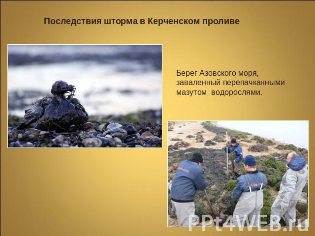 Последствия шторма в Керченском проливе Берег Азовского моря,заваленный перепачканными мазутом водорослями.