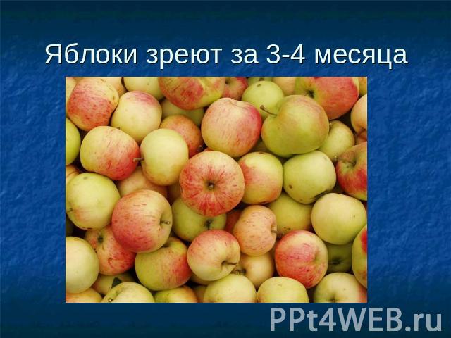 Яблоки зреют за 3-4 месяца