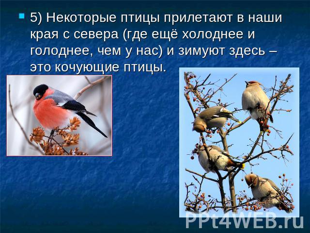 5) Некоторые птицы прилетают в наши края с севера (где ещё холоднее и голоднее, чем у нас) и зимуют здесь – это кочующие птицы.