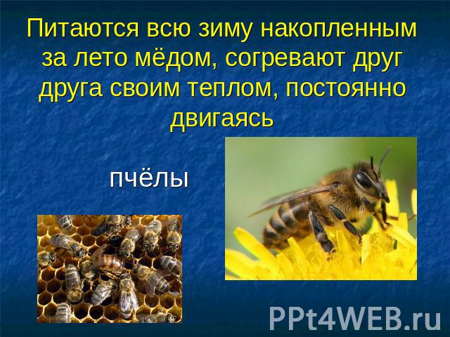Питаются всю зиму накопленным за лето мёдом, согревают друг друга своим теплом, постоянно двигаясь пчёлы