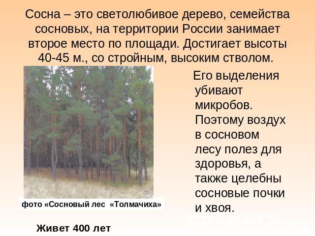 Сосна – это светолюбивое дерево, семейства сосновых, на территории России занимает второе место по площади. Достигает высоты 40-45 м., со стройным, высоким стволом. Его выделения убивают микробов. Поэтому воздух в сосновом лесу полез для здоровья, а…