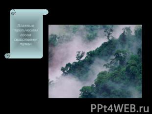 Влажным тропическим лесам свойственен туман