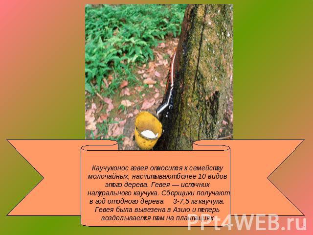 Каучуконос гевея относится к семейству молочайных, насчитывают более 10 видов этого дерева. Гевея — источник натурального каучука. Сборщики получают в год от одного дерева 3-7,5 кг каучука. Гевея была вывезена в Азию и теперь возделывается там на пл…
