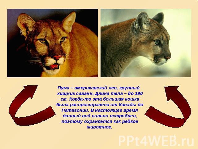Пума – американский лев, крупный хищник саванн. Длина тела – до 190 см. Когда-то эта большая кошка была распространена от Канады до Патагонии. В настоящее время данный вид сильно истреблен, поэтому охраняется как редкое животное.