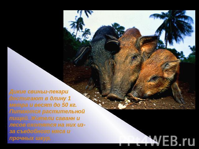 Дикие свиньи-пекари достигают в длину 1 метра и весят до 50 кг. Питаются растительной пищей. Жители саванн и лесов охотятся на них из-за съедобного мяса и прочных шкур.