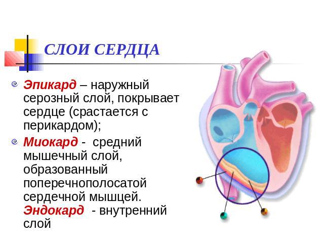 СЛОИ СЕРДЦА Эпикард – наружный серозный слой, покрывает сердце (срастается с перикардом); Миокард - средний мышечный слой, образованный поперечнополосатой сердечной мышцей. Эндокард - внутренний слой
