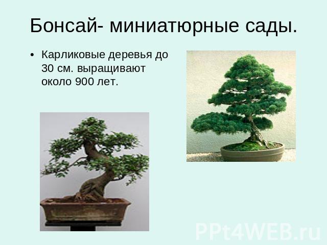 Бонсай- миниатюрные сады. Карликовые деревья до 30 см. выращивают около 900 лет.