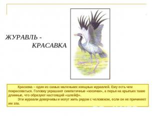 ЖУРАВЛЬ - КРАСАВКА Красавка – один из самых маленьких изящных журавлей. Ему есть