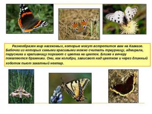 Разнообразен мир насекомых, которые могут встретится вам на Кавказе. Бабочки из