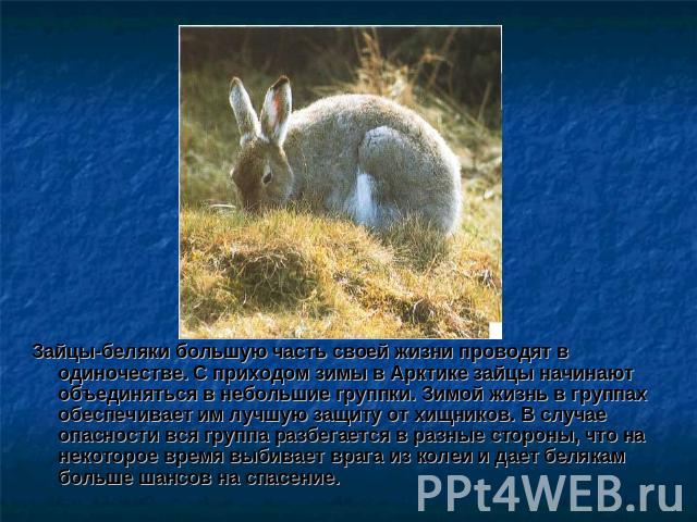Зайцы-беляки большую часть своей жизни проводят в одиночестве. С приходом зимы в Арктике зайцы начинают объединяться в небольшие группки. Зимой жизнь в группах обеспечивает им лучшую защиту от хищников. В случае опасности вся группа разбегается в ра…